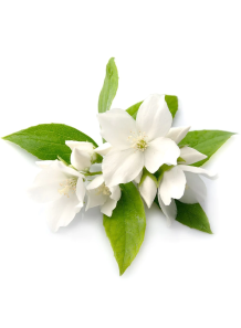 Jasmine Base (For Fragrance...