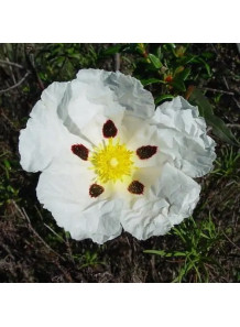 Cistus Absolute (FEMA-2608)