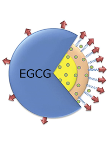  ActiveRelease™ EGCG (Epigallocatechin Gallate 20% Encapsulation)