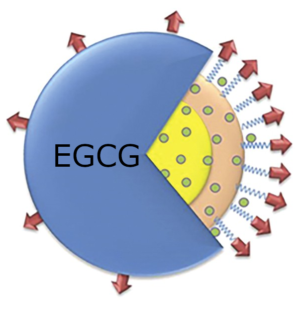 ActiveRelease™ EGCG (Epigallocatechin Gallate 20% Encapsulation)