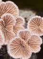 Schizophyllan (Extracted from Mushroom Mycelia)