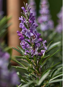 Rosemary Lilac