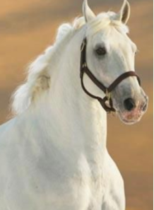 Horse Oil...