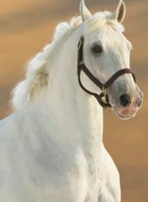 Horse Oil (สกัด/บริสุทธิ์ เนื้อข้นครีม)