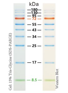 Protein Size Measurement...