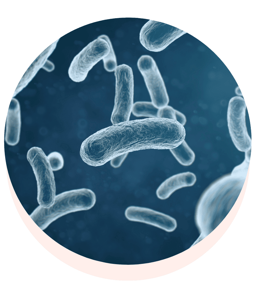 YogurtFirm™ (Yogurt Extract)