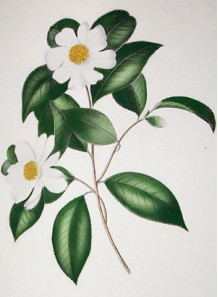 Tea (Camellia oleifera) Seed Oil (Refined)