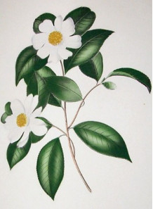 Tea (Camellia oleifera)...