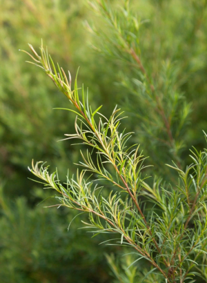 Acne-TT™ (Standardized Tea Tree Extract For Acne)