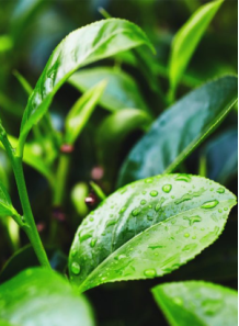 Tea Tree Water