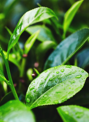 Tea Tree Water