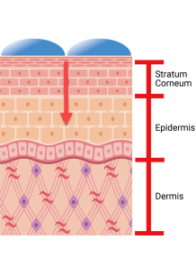 Hyaluronic Acid (Super Low...