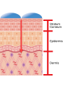 Hyaluronic Acid (Nano Molecule, 2000daltons)