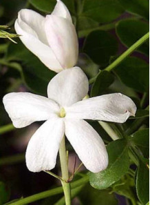Jasmine Grandiflorum Floral...