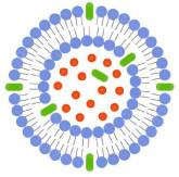 NanoRes™ (Liposome 4-Butyl Resorcinol, Nano Size)
