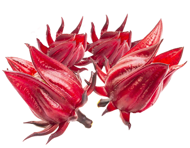 Roselle Extract สารสกัดจากกระเจี๊ยบแดง (Water-Soluble)