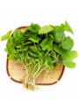  ActiveRelease™ Centella Asiatica (Madecassic Acid, Asiatic Acid, Asiaticoside, Madecassoside)