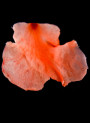 Dried rose buds (for water-based, no color bleed)