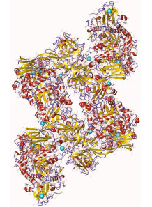 Pullulanase (2000u/ml, liquid)