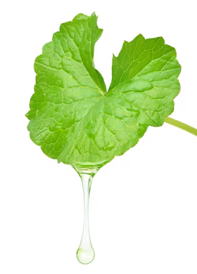 LipX®-Centella Oil