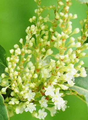 Japanese Knotweed Extract (Polydatin 5%)
