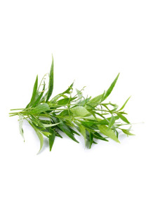  Andrographis paniculata Extract (สารสกัด ฟ้าทะลายโจร)