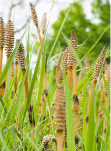  Horsetail Extract