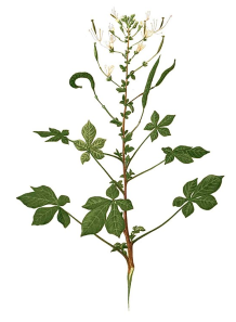 Cleome Gynandra Leaf...