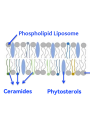 Ceracare™ Liposome-3 (Liposome Ceramide Complex, 3 Types)