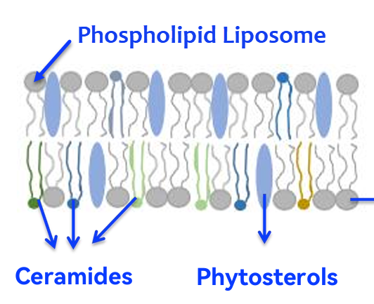 Ceracare™ Liposome-3 (Liposome Ceramide Complex, 3 Types)