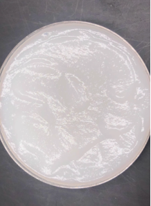 Colloidal chitin