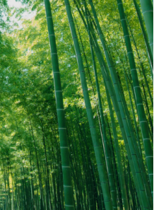 Bamboo Forest