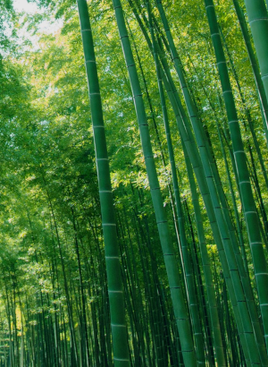 Bamboo Forest