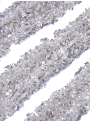 White Glitter Mica, white sparkle (size D)