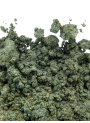 Aquatic Green Mica, dark green, golden iridescent (size A)