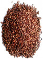 Grape Seed Oil (Refined)