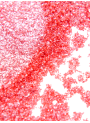 Strawberry Red Glitter Mica (Food Grade, 50-500micron)