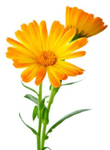 Calendula Extract (Water...