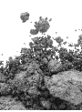 White Gray Mica, grayish white (size A)