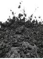Luxury Gray Mica, gray, silvery sheen (Size A)