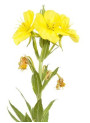 Evening Primrose Oil (Cold-Pressed, 9% GLA)