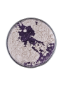 Purple White Pearl Mica (Size A)