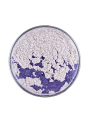 Blue White Glitter Mica (Size B) (e.q. Timiron Super Blue)