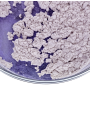 Blue White Glitter Mica (Size B) (e.q. Timiron Super Blue)