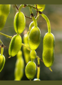 Encapsulated Sophoricoside