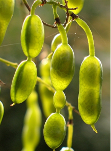Encapsulated Sophoricoside