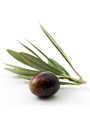 Squalane (Olive)