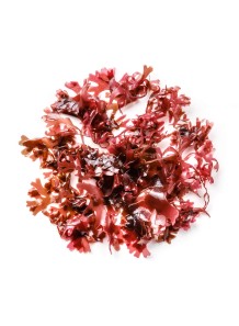 Black Sea Moss Extract...