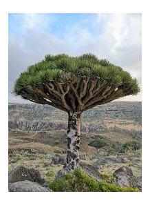 Loureirin A (Luoreirin A,...