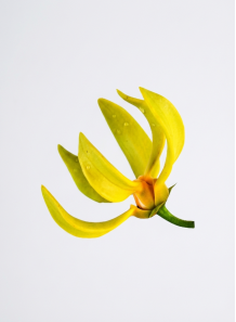 Ylang Ylang Oil (Madagascar)
